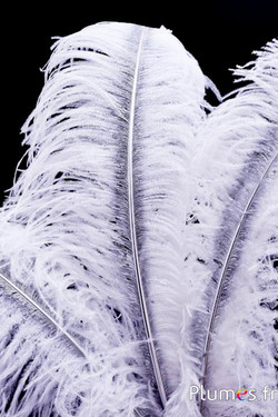 Struis met zilveren schacht – 50-60 cm – wit  